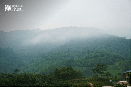 Đồi chè La Bằng